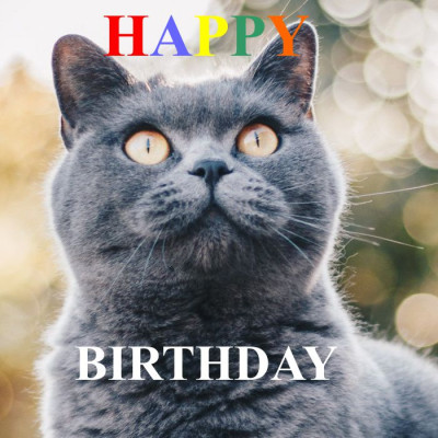 happy-birthdy-katze