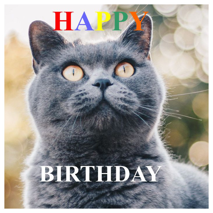 happy-birthdy-katze