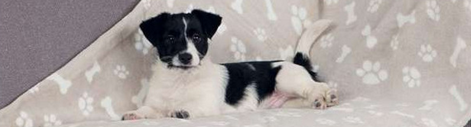 Hundebetten kaufen im Online-Shop von Paulas Tiershop